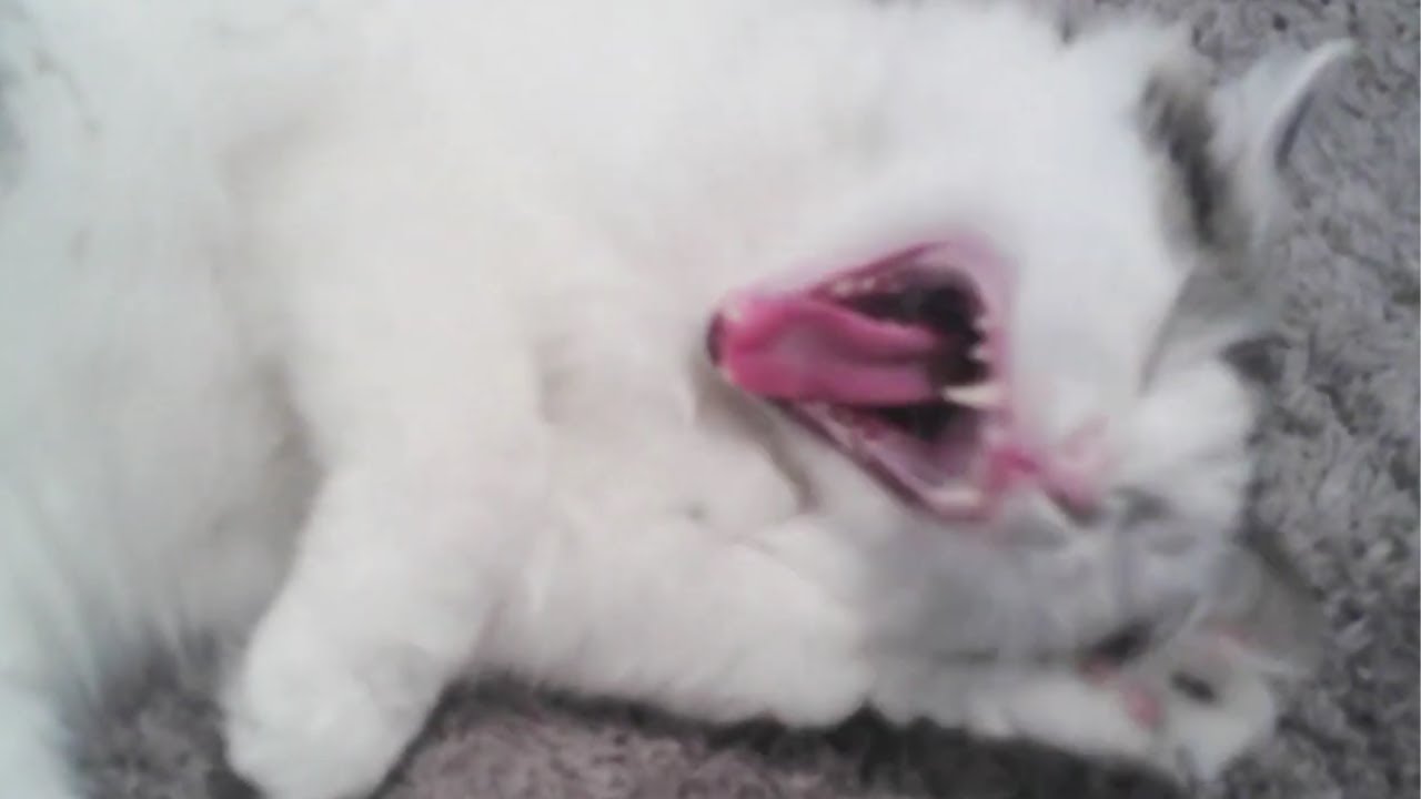 Cat Crying Rabbit cat screams rabbit screams cat and rabbit friends - YouTube