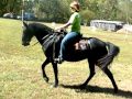 Amy &amp; her black racking mare