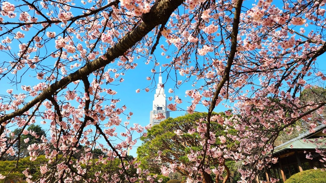 新宿御苑の寒桜・河津桜・寒緋桜｜2月～3月上旬に咲くきれいな桜
