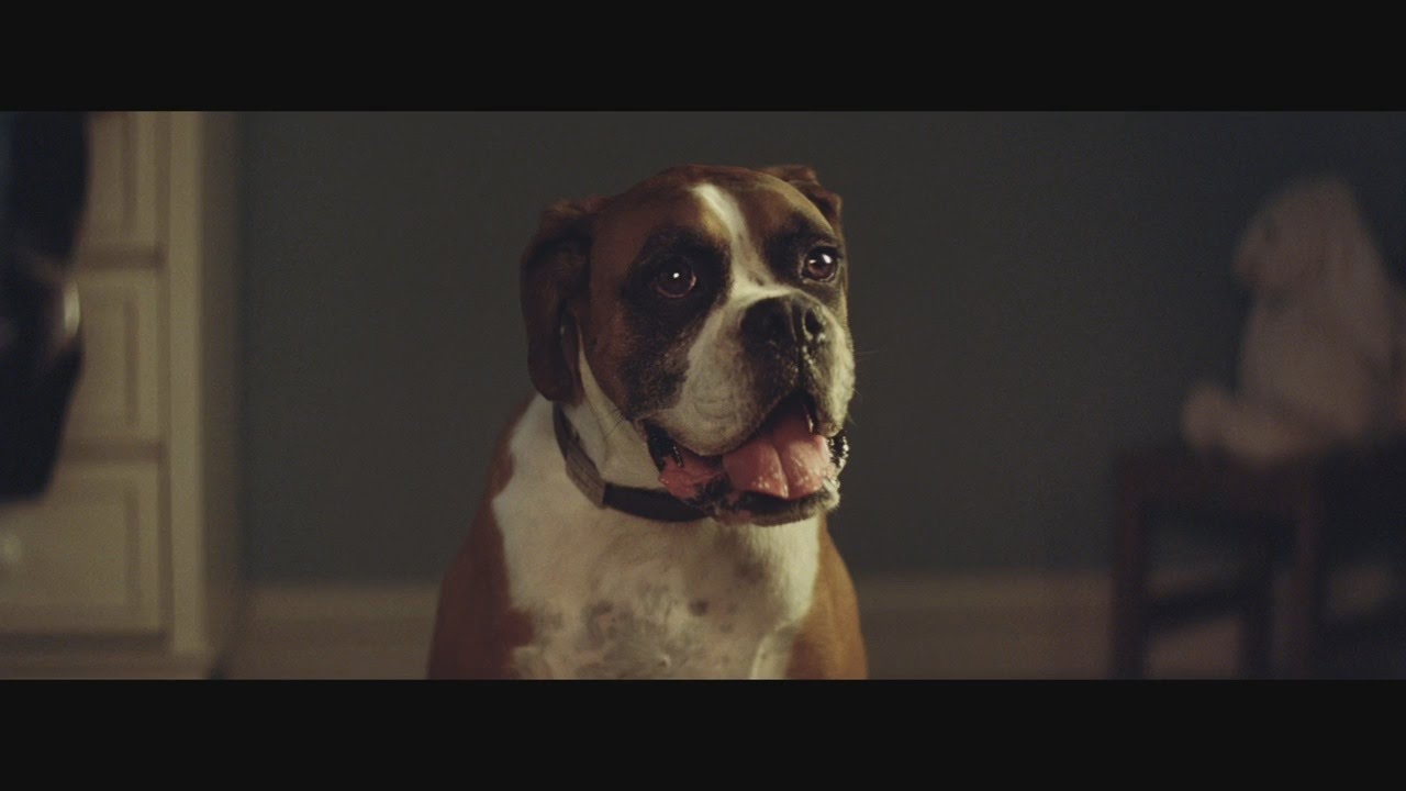 John Lewis Christmas Advert 2016 BusterTheBoxer YouTube