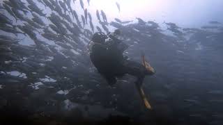 Jackfish schooling  #jackfish by deerfoot_Leone 113 views 2 months ago 30 seconds