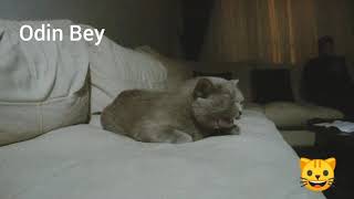 Odin Bey, İlk Kez Sahne Alıyor.