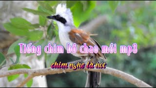 Tiếng chim bồ chao mồi mp3, kích bổi, chim nghe là kêu