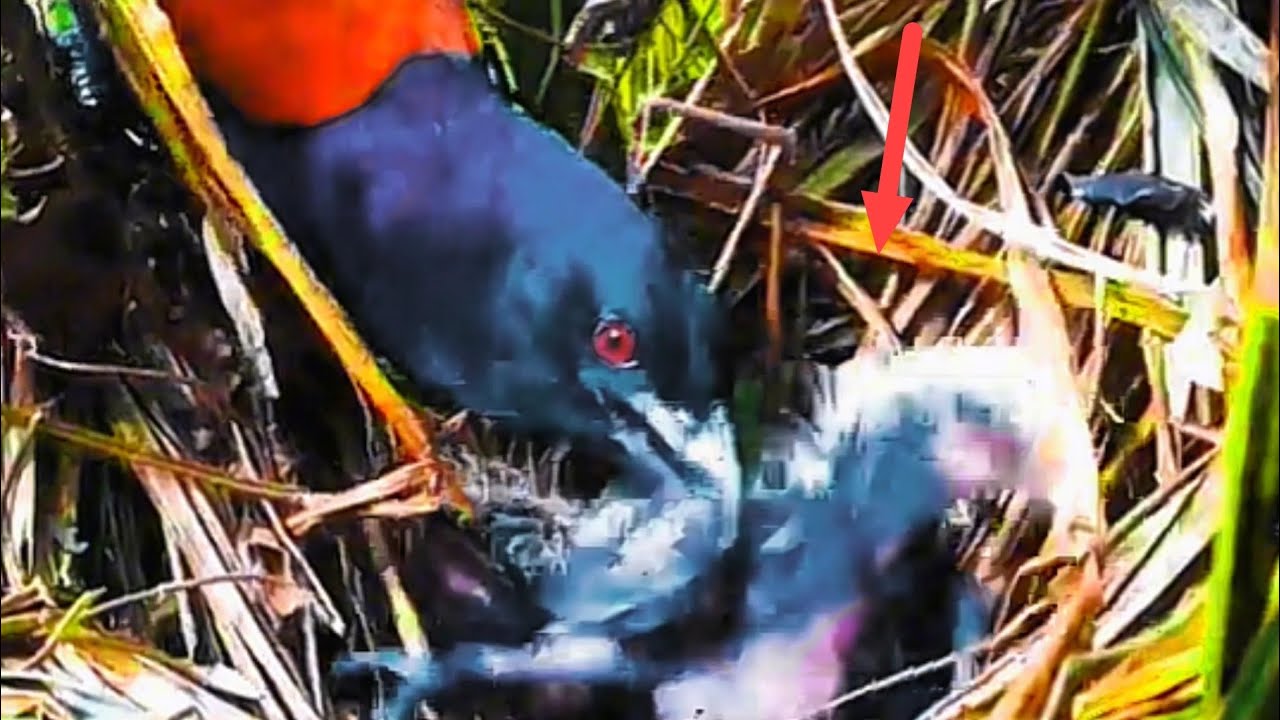 SERANGAN MAUT DARI INDUK BURUNG