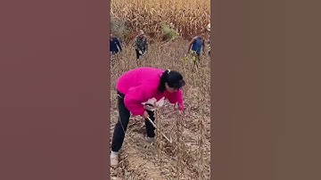 Ripe soybean harvesting process- Good tools and machinery can increase work efficiency