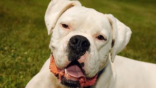 Celebrity Boxer Dog as a Family Pet Pros and Cons Net Worth