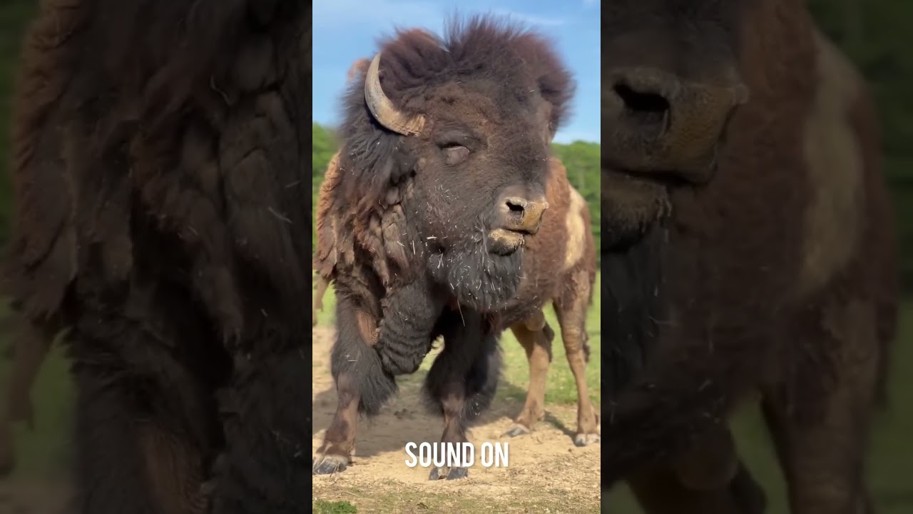 The World's Most Dangerous Bull | Fighting Bull | Aggressive and Powerful! @AImaginationmedia