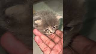 Download Lagu Tong Tseng Cute #kitten MP3