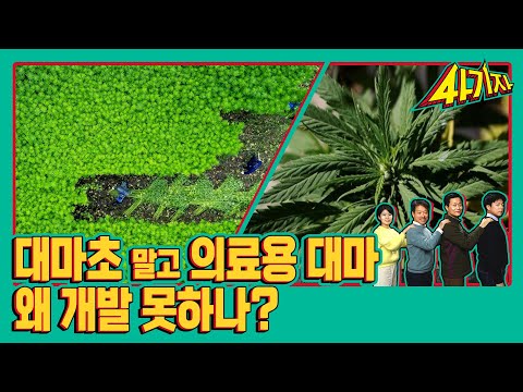 대마초 말고 의료용 대마는 왜 개발 못하나? [사기자 ep.2-2]