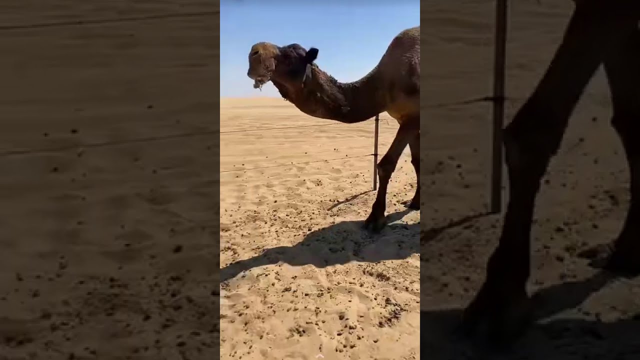 فرديات فهد بن هادي الهادي المري