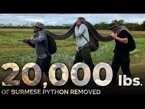 Video: Hoe lang worden Birmese pythons?