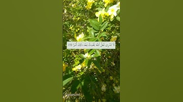 #سورة_الطلاق  الآية 1 《لا تدري لعل الله يحدث بعد ذلك أمرا 》الله يجبر بخاطر كل مهموم 🤲🏻
