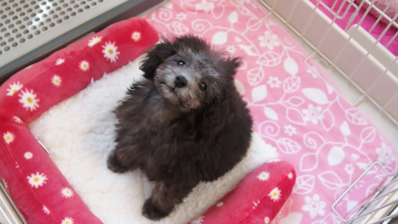 トイプードル シルバー子犬 ケージの中の愛称つくし Youtube