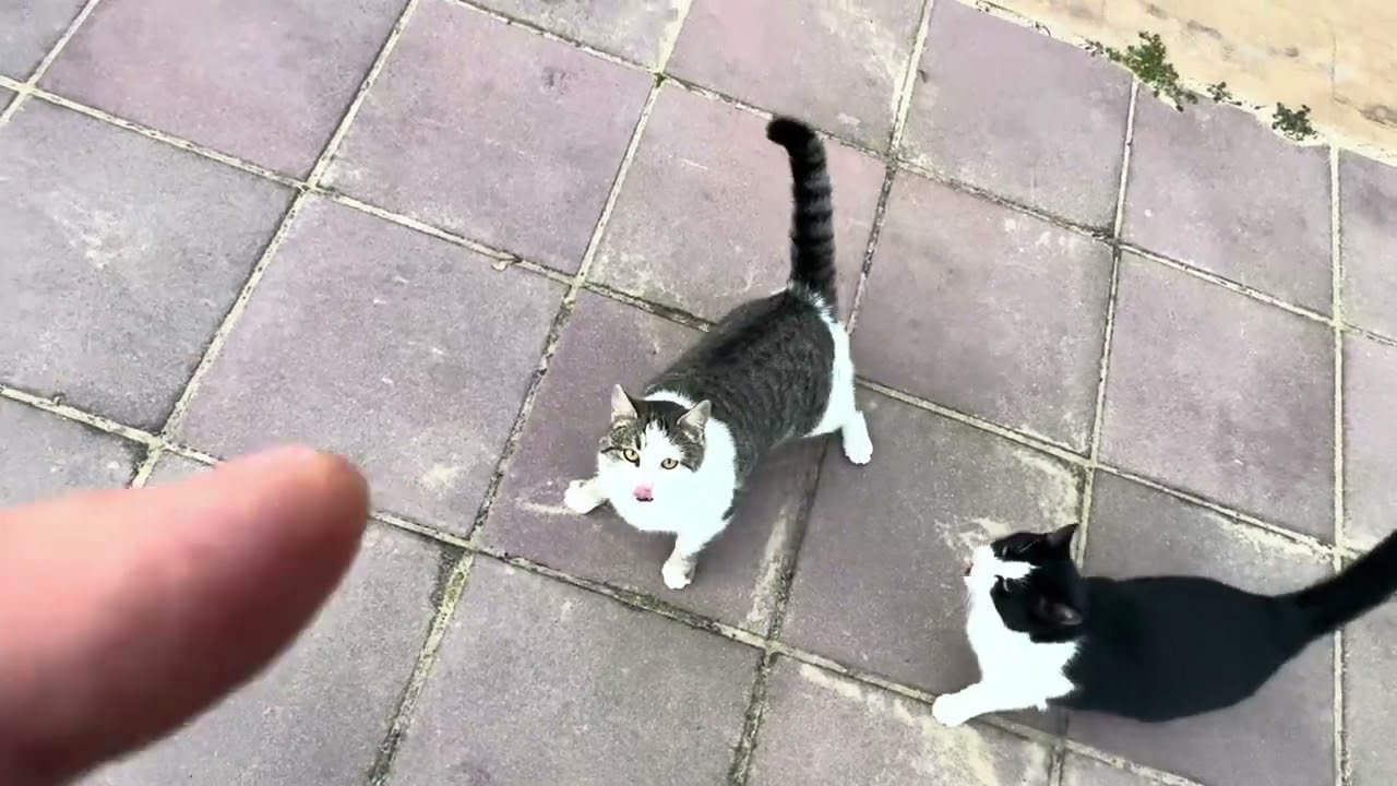 Bulgarien / Sonnenstrand / Immobilien 03.01.2025