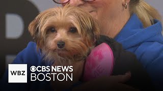 Meet Cannoli a Yorkie puppy who s recovering from surgery