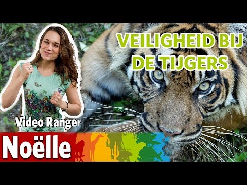 Nieuwe reptielen in de Mangrove hebben jongen! 🦎 | Videoranger