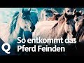 Das Pferd als Beutetier: So funktioniert sein Alarmsystem | Quarks