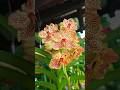 Vanda Orchid. #Miami #lovingit #orchids