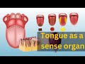 Understanding the Tongue and Taste