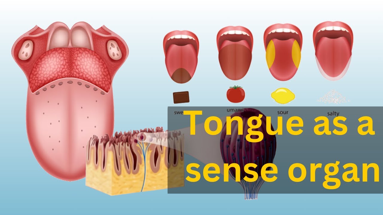 Tongue sensory organ, sensory organs tongue anatomy and physiology