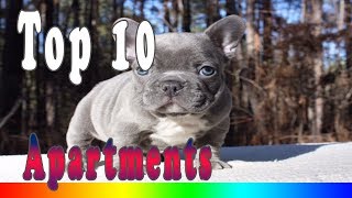 Best Apartment Dogs - Top 10 Best Dog Breeds For Apartment Living