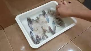 ธดองปมา