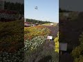 مهرجان الزهور في ينبع 1439