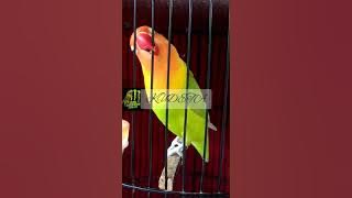 LOVEBIRD KUDETA MAMPU DURASI 5 MENIT