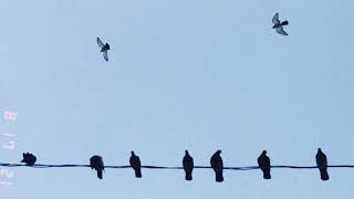 Dünyaya Teslim Olmak, Şükrü Erbaș Tuğba Karademir