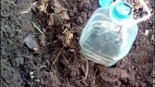 Как укрыть молодой куст винограда на зиму. Самый простой и надежный способ. Как укрыть молодой куст винограда на зиму. Самый простой и надежный способ.