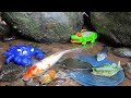 Catching goldfish in rivers, ornamental fish, small koi fish, tortoises, crocodiles, shark - Part356