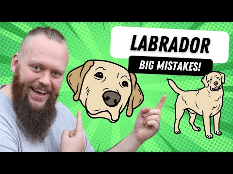 Video: Top 5 Fouten Labrador Retriever-eigenaren maken