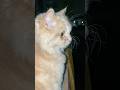 cute stela #cat