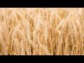 Live: Wheat production base in central China's Henan Province – Ep. 8