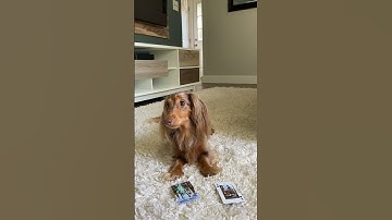 Thumbnail of Who says dogs are color blind?! Not this ween🤓 #dachshund #wienerdog #puppy #dogtricks #dogtraining