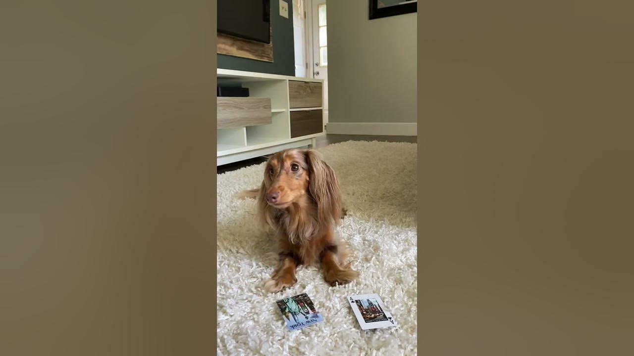 Who says dogs are color blind?! Not this ween🤓 #dachshund #wienerdog #puppy #dogtricks #dogtraining