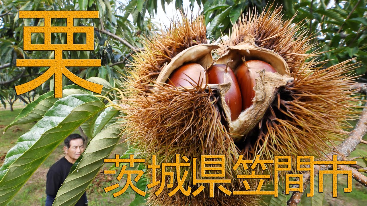 あんぐる】畑に弾む実りの音色 栗産地の収穫の秋（茨城県笠間市
