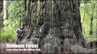 Redwood Forest Stout Grove One Wet Winter 2019
