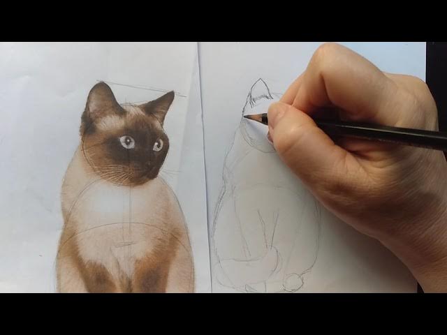 Como desenhar um Gato PASSO A PASSO narrado 