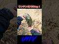ワンテンSR投げたら1投目で50アップ釣れた #bassfishing #バス釣り #fishing #smallmouth #スモールマウスバス #u1tv