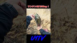 ワンテンSR投げたら1投目で50アップ釣れた #bassfishing #バス釣り #fishing #smallmouth #スモールマウスバス #u1tv