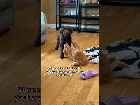 #comedyshorts #skits #puppies #momlife