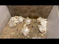 19 дней цыплятам, перевела на напольное содержание