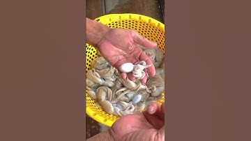 Mẹo làm Bạch Tuột ngon giòn ở Phú Quốc #shorts #amazing #phuquoc