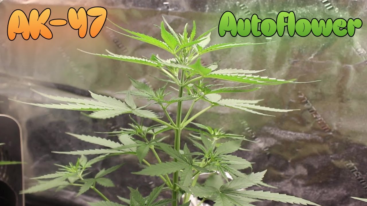 АК-47 АВТОЦВЕТЫ СЕМЕНА ДЛЯ СБОРА УРОЖАЯ!