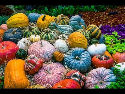 Warum du viel Kürbis essen solltest! Kürbis-ein Wunderwerk der Natur