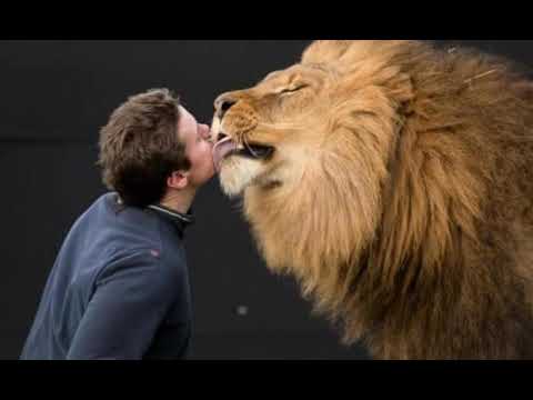 Lion Licking Trainer Sound Effects 🦁 🔊