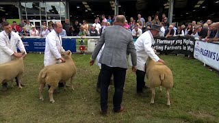 Dafad Flwydd Charollais | Charollais Shearling Sheep