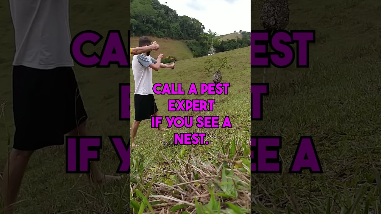 Prevention Of Wasp Stings Firstaid Wasps