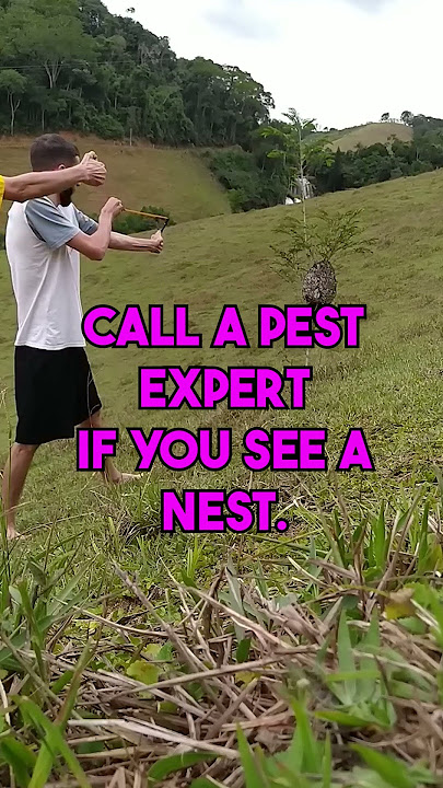 Prevention of wasp stings #firstaid #wasps